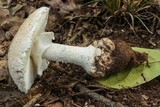 Amanita ravenelii image