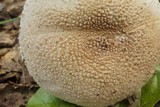 Amanita ravenelii image