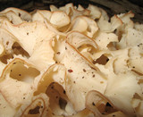 Sparassis americana image