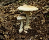 Amanita ravenelii image