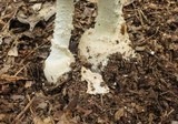 Amanita ravenelii image