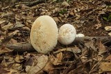 Amanita ravenelii image