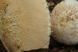 Amanita ravenelii image