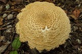 Amanita ravenelii image