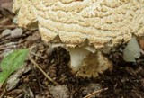 Amanita ravenelii image