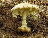 Amanita ravenelii image