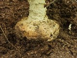 Amanita ravenelii image