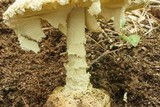 Amanita ravenelii image