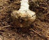 Amanita ravenelii image
