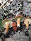 Lactarius volemus image
