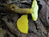 Aureoboletus innixus image