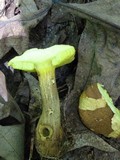Aureoboletus innixus image