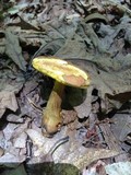 Aureoboletus innixus image
