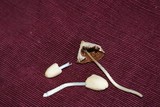Conocybe apala image