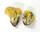 Ramaria rubricarnata var. verna image