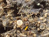 Ascobolus degluptus image