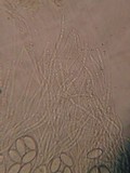 Ascobolus degluptus image