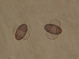 Ascobolus degluptus image