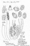 Ascobolus degluptus image