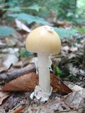 Amanita praecox image