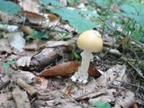 Amanita praecox image