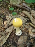 Amanita praecox image