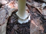 Amanita praecox image