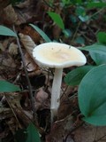 Amanita praecox image