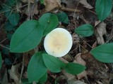 Amanita praecox image