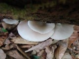 Crepidotus applanatus image