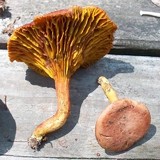 Phylloporus rhodoxanthus image