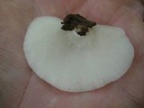 Crepidotus applanatus image