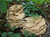 Meripilus sumstinei image