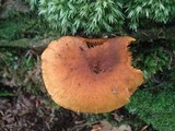 Gymnopilus sapineus image