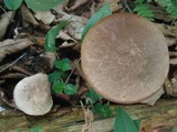 Leccinum snellii image