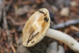 Inocybe albodisca image