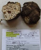 Geopora cooperi image