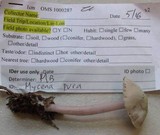 Mycena pura image