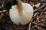 Inocybe albodisca image