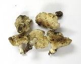 Rhodocollybia maculata image