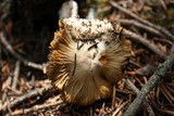 Inocybe albodisca image