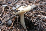 Inocybe albodisca image