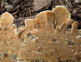 Gloeoporus dichrous image