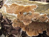 Gloeoporus dichrous image