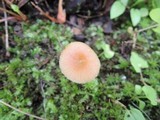 Hygrocybe laeta var. laeta image