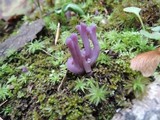 Clavaria zollingeri image