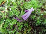 Clavaria zollingeri image