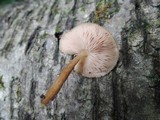 Pluteus plautus image