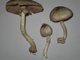 Agaricus placomyces image