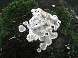 Kretzschmaria deusta image